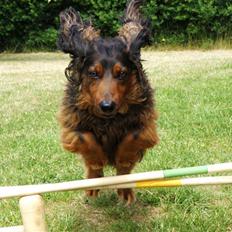 Gravhund Oliver ! <3