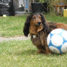 Gravhund Oliver ! <3