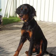 Gordon setter Wøkk´s Andi