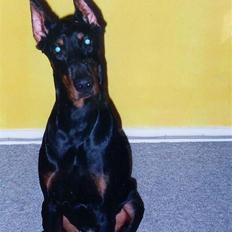 Dobermann *Gennings Kaiser* 