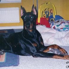 Dobermann *Gennings Kaiser* 