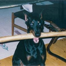 Dobermann *Gennings Kaiser* 