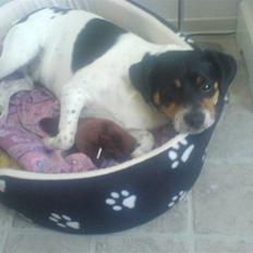 Dansk svensk gaardhund bassil