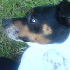 Dansk svensk gaardhund bassil