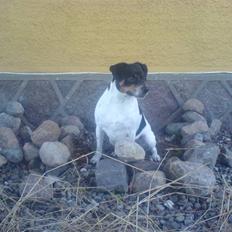 Dansk svensk gaardhund bassil