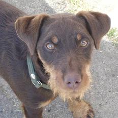 Tysk jagtterrier Donna