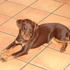 Tysk jagtterrier Donna