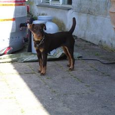 Tysk jagtterrier Donna
