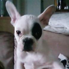 Fransk bulldog Basse