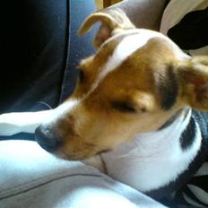 Glathåret foxterrier Kvik