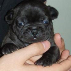 Fransk bulldog Louis