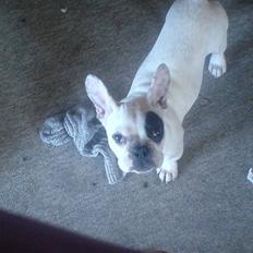 Fransk bulldog Basse