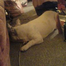 Fransk bulldog Basse