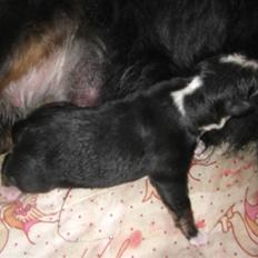 Berner sennenhund Nala