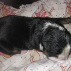 Berner sennenhund Nala