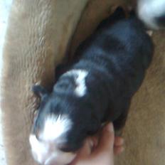 Berner sennenhund Nala