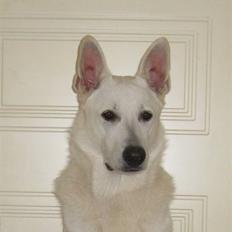 Hvid schæfer Bayley