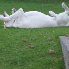 Hvid schæfer Bayley