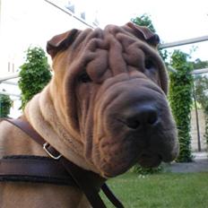 Shar pei Kronos R.I.P.