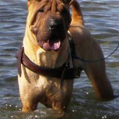 Shar pei Kronos R.I.P.