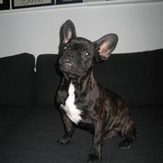 Fransk bulldog Mao