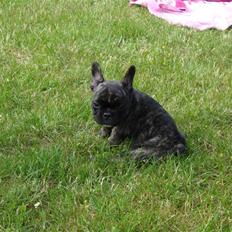 Fransk bulldog Bina R.I.P. uge 30 2008