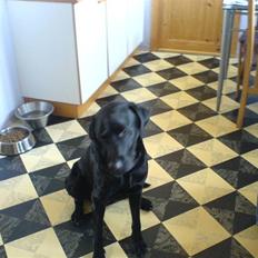 Labrador retriever napoleon