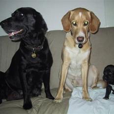 Blanding af racer Turk