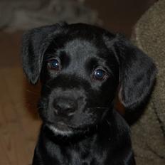 Blanding af racer Turk