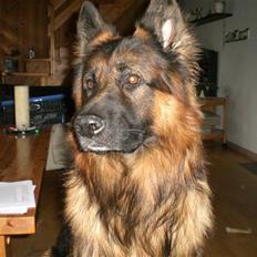Schæferhund Weibrecht 's Ivo (Albert)
