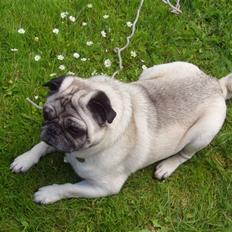 Mops Muffin (Otto) R.I.P.