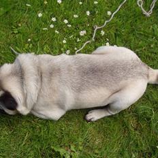 Mops Muffin (Otto) R.I.P.