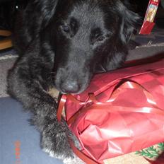 Blanding af racer bamse