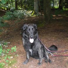 Blanding af racer bamse