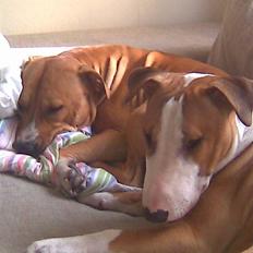 Blanding af racer (bullterrier) Gizmo R.I.P