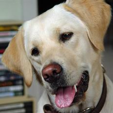 Labrador retriever Aya