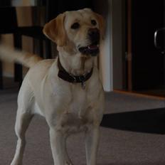 Labrador retriever Aya