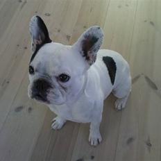 Fransk bulldog Chico