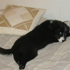 Islandsk fårehund Trico