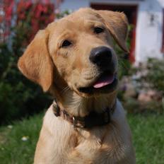 Labrador retriever Nordan's Smilla