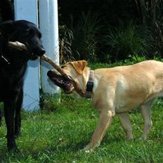 Labrador retriever Nordan's Smilla