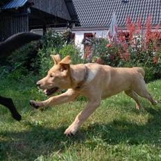 Labrador retriever Nordan's Smilla