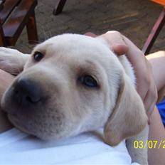Labrador retriever Mollie