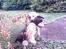 Labrador retriever Drumbeat Bossa Nova  - Se hvad jeg har fundet mor!!!!!!!!!!!!!!!!!!