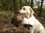 Labrador retriever Drumbeat Bossa Nova  - JAGT!