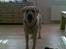 Labrador retriever Grøffe - Mor jeg er klar skal vi lege..