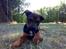 Blanding af racer Amstaff/Rotte - Specki* - 4/7-08´