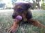 Blanding af racer Amstaff/Rotte - Specki* - "Skal lige have resterne med"