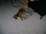 Blanding af racer Amstaff/Rotte - Specki*