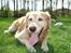 Golden retriever Sascha